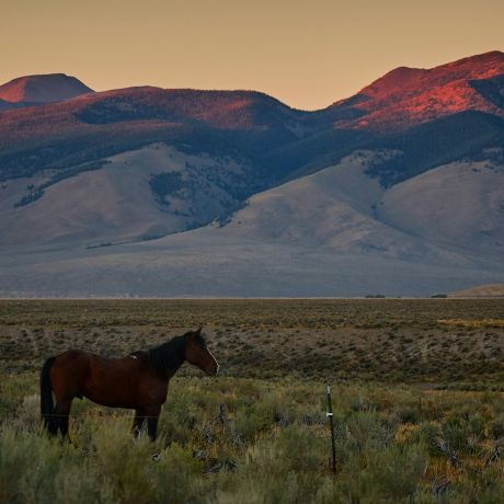 Horse Properties